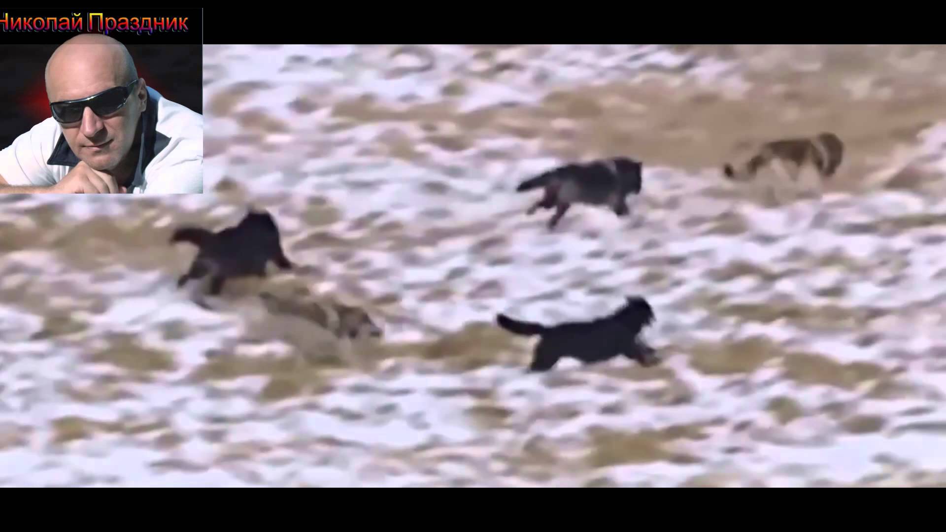 Волки